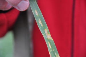 Narastający problem septoriozy paskowanej liści pszenicy