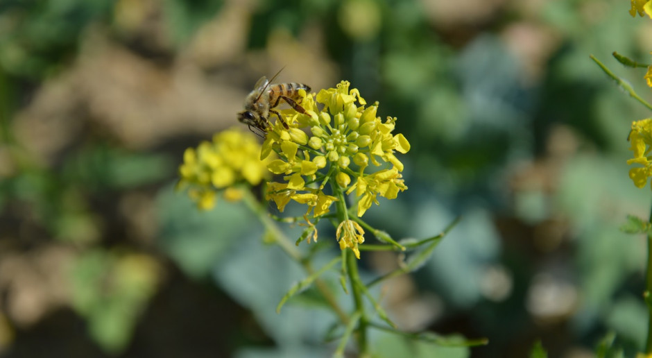Syngenta tworzy siedliska z pożywieniem dla pszczół. Fot. Katarzyna Szulc Mieszanki nasion dla owadów zapylających