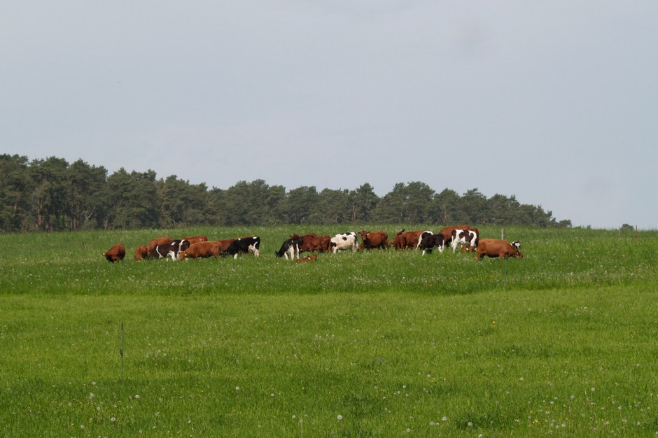 Produkcja warościowych pasz objętościowych z użytków zielonych jest podstawą uzyskania wysokiej wydajności mlecznej. Fot. Ł.Chmielewskifot