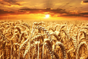 Giełdy krajowe: Niskie ceny zbóż, małe zainteresowanie kupujących 