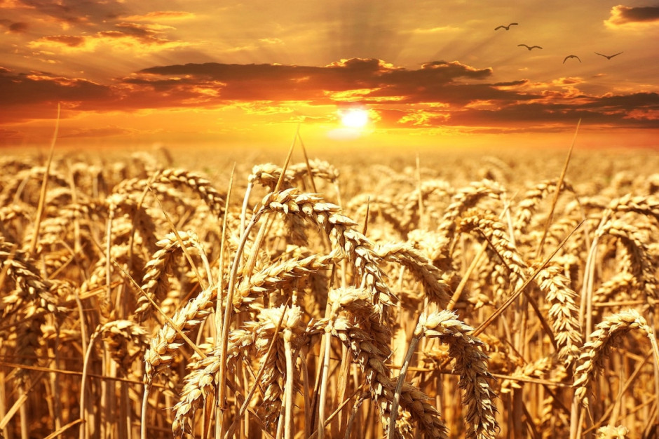 Na giełdach krajowych nadal panuje zastój, a ceny zbóż są w fazie spadkowej. Fot. pixabay