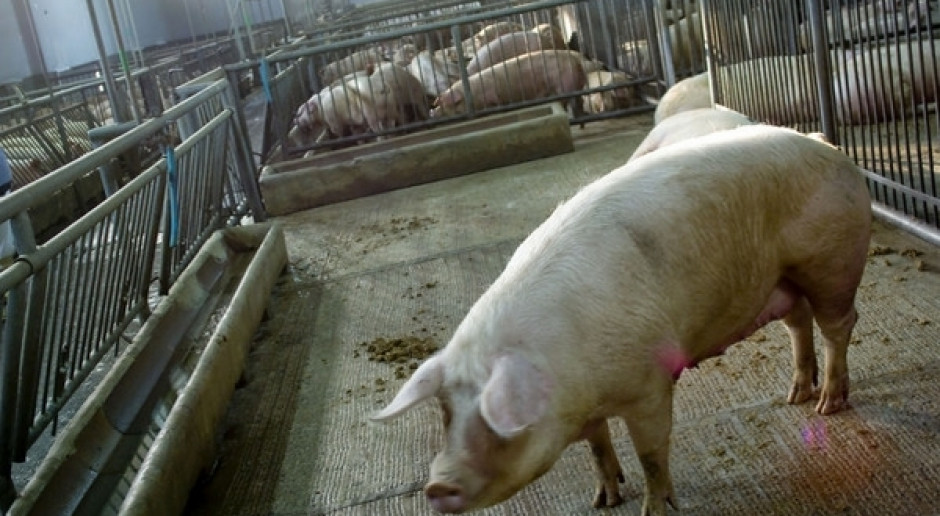 fot. PTWP Kraje UE powinny mieć większy wpływ na wprowadzane restrykcje związane z ASF