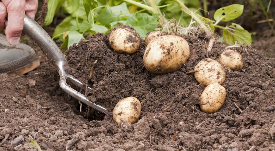 Podano LOZ województwa świętokrzyskiego, fot. shutterstock LOZ województwa świętokrzyskiego