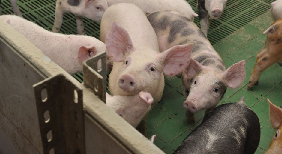 fot. farmer.pl KZP-PTCH: Sytuacja na rynku niemieckim zaskoczyła wszystkich