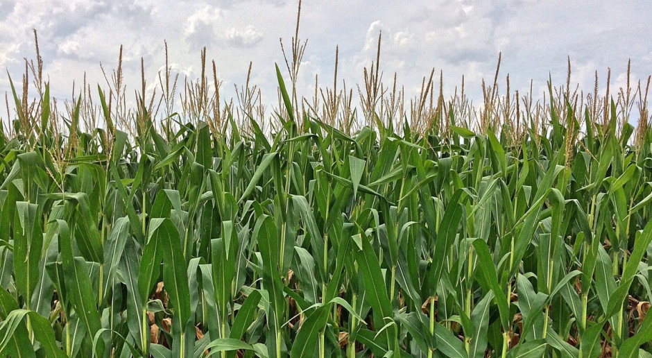 3/4 kukurydzy produkowanej w UE w latach 2014-2015 zużyto na cele paszowe. Fot.pixabay UE: Kukurydza przede wszystkim na paszę