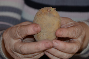 Pobudź bulwy ziemniaka przed sadzeniem 