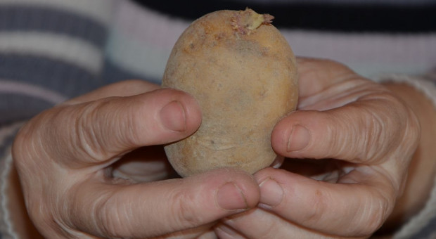 Pobudź bulwy ziemniaka przed sadzeniem 