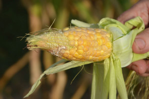 Trudny do oszacowania areał uprawy kukurydzy 