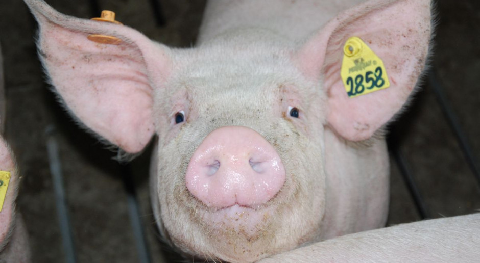 MRiRW wyjaśnia obowiązek rejestracji nawet jednej świni w gospodarstwie