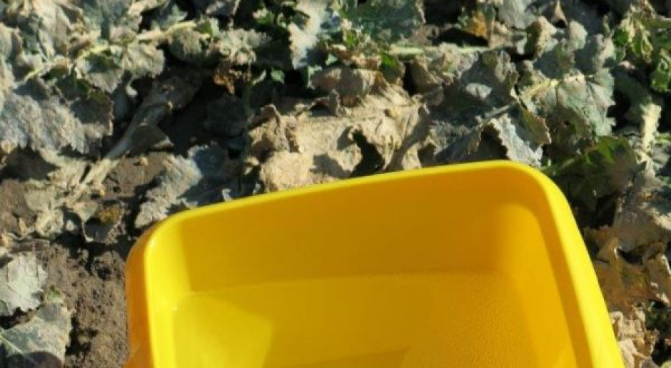 Wczesną wiosną wystaw żółte naczynia w rzepaku, fot. Procam Spodziewane pierwsze naloty chowaczy – wystaw żółte naczynia