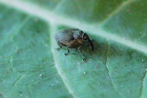 Insektycydy przeznaczone do walki z chowaczem
