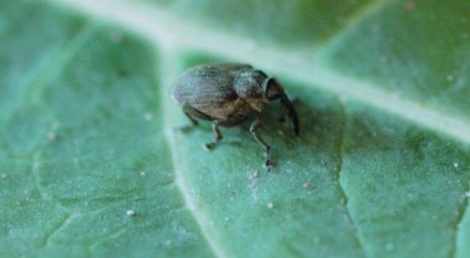 Chowacz brukwiaczek, fot. H. Wachowiak Insektycydy przeznaczone do walki z chowaczem