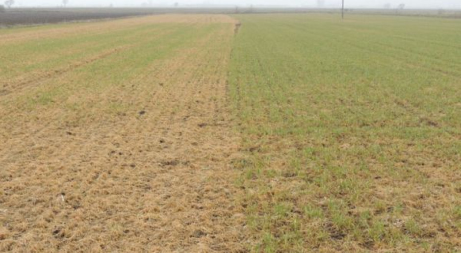 Przemrożone zboża, fot. Procam Rolnicy szacują straty w obsadzie ozimin na poziomie 20-30 proc.