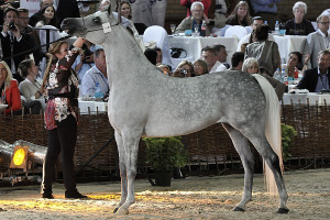 MRiRW: Umowa zawarta z organizatorem aukcji koni arabskich była niekorzystna dla stadnin
