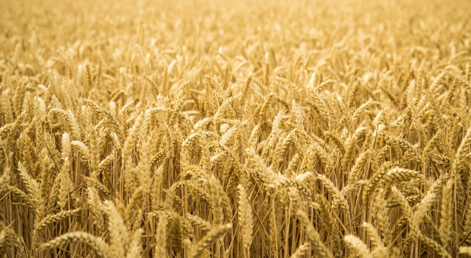 Zbiory pszenicy ozimej na Ukrainie w 2016 r. będą znacznie niższe niż w 2015 r. (Fot.pixabay. com) Ukraina: Eksperci oczekują znacznego spadku produkcji pszenicy