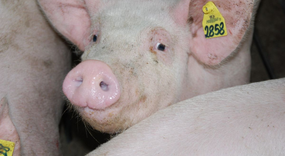 Polska hodowla charakteryzuje się dużym rozdrobnieniem, co powoduje niską efektywność produkcji. fot.farmer MRiRW: Polska powinna być samowystarczalna w produkcji wieprzowiny