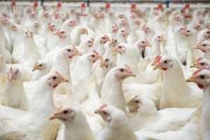 Europosłowie chcą zakazu faszerowania zwierząt antybiotykami