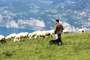 UE: Spadają ceny owiec i jagniąt