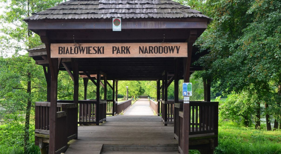 Zamieszanie wokół puszczy wywołał aneks do Planu Urządzenia Lasu (PUL) w nadleśnictwie Białowieża na lata 2012-2021, który zakłada zwiększenie pozyskania drewna w tym nadleśnictwie, z obecnych 63,4 tys. metrów sześciennych do 188 tys. metrów sześciennych. Fot. pixabay 1/3 nadleśnictw w Puszczy Białowieskiej bez ingerencji człowieka