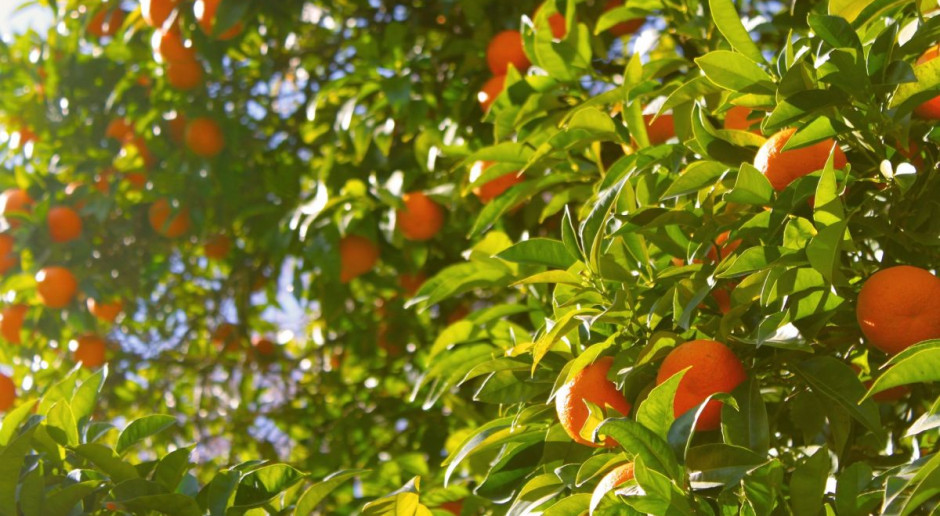 Rolnicza organizacja mówi o prawdziwej "inwazji" owoców z zagranicy. Fot. pixabay Włoskie cytrusy są zagrożone, ich uprawy znikają w rekordowym tempie
