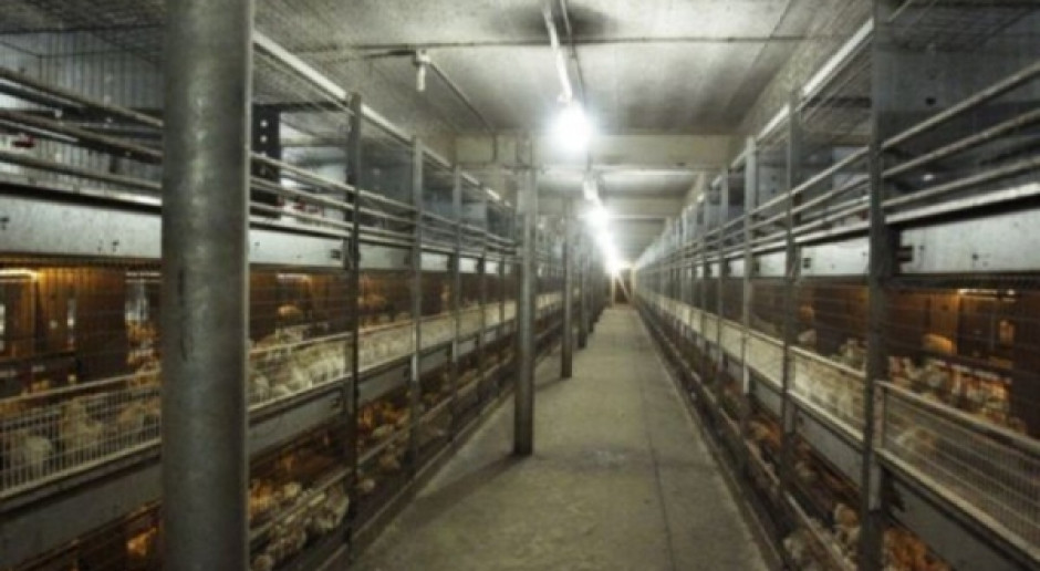 KRD-IG popiera wszelkie działania mające na celu podwyższanie standardów dotyczących hodowli drobiu w Polsce.fot.farmer KRD popiera poprawę standardów w utrzymaniu kur