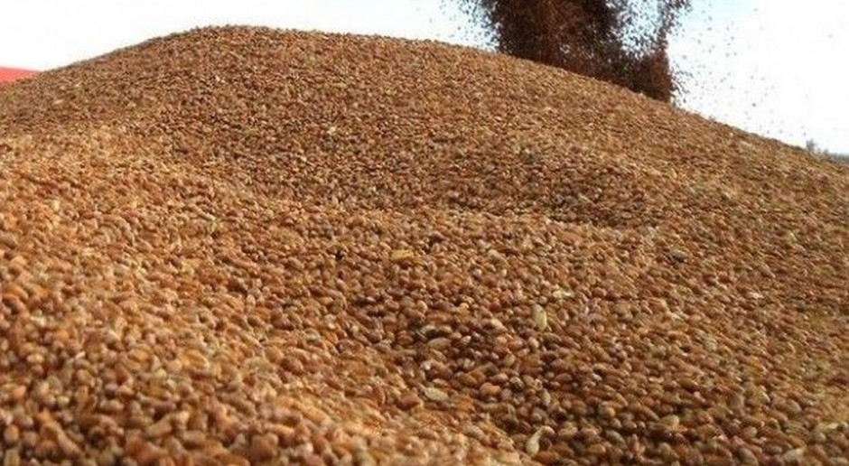 Rosja zamierza skupić w ramach interwencji 2 mln ton zbóż ze zbiorów 2015 r. Fot. farmer.pl Rosja: Skup interwencyjny zbóż trwa, eksport zbóż do Chin w 2017 r.