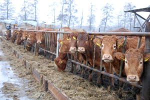 UE: Wzrósł eksport żywca wołowego
