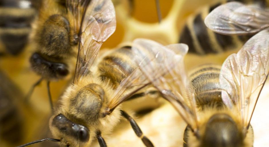 Fot. Shutterstock Pszczelarze: schładzanie gniazda może zahamować rozmnażanie pszczół