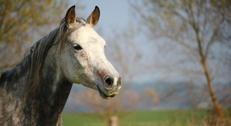 W dniu 17 marca 2016 r. padła klacz Preria, należąca do stadniny koni Halsdon Arabians, która w ramach dzierżawy przebywała w Stadninie Koni Janów Podlaski. Fot. pixabay Padła kolejna klacz w stadninie w Janowie; sprawą zajmuje się prokuratura
