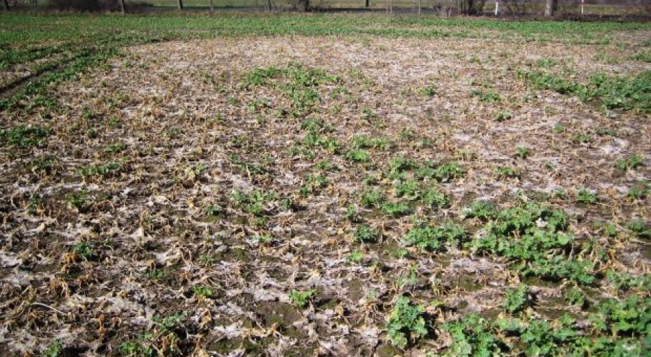 Kiedy plantacja nadaje się do przyorania? fot. A. Kobus Likwidować rzepak czy zostawić – dylemat rolników