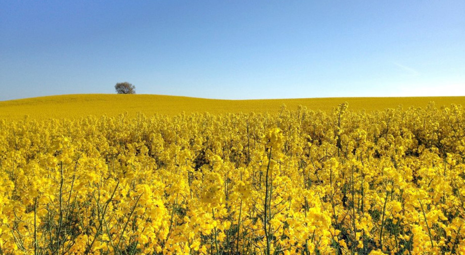 Na zakończenie tygodnia, w piątek cena rzepaku wzrosła o 1,25 euro/t do 357,75 euro/t. Jest to najwyższa cena osiągnięta na giełdzie w Paryżu od 5 lutego br. Fot. pixabay Nowy lokalny szczyt notowań rzepaku