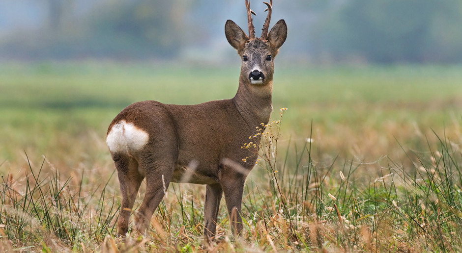 Fot. Shutterstock Sarny - smakosze łubinu