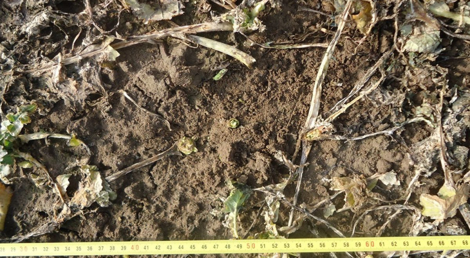Stan plantacji zmienia sie dynamicznie, fot. A. Kobus Stopień uszkodzeń plantacji rzepaku, a dalsze zalecenia