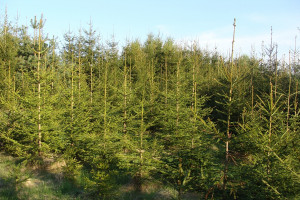 Warmińsko-mazurskie: Leśnicy posadzą w tym roku 22 mln drzew