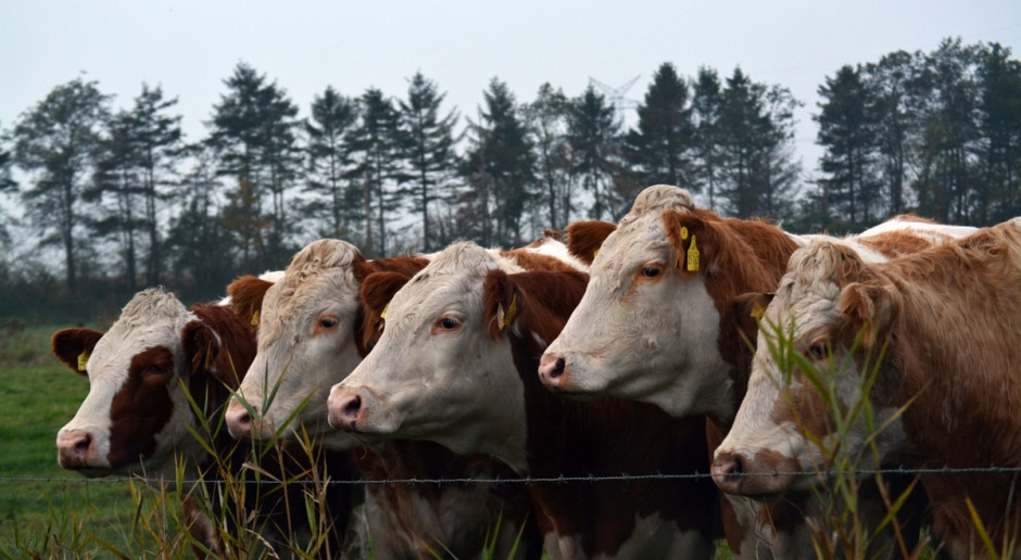 Argentyna powinna powiększyć pogłowie bydła o 10 mln sztuk (Fot. pixabay.com) Argentyna zezwoliła na import bydła