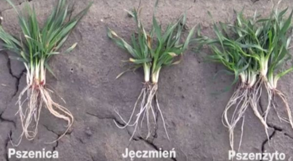 Stan zbóż w Pągowie, fot. BASF Mączniak i septorioza widoczne w oziminach