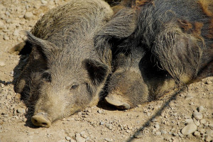 ASF u świń i dzików powinien być rozgraniczony