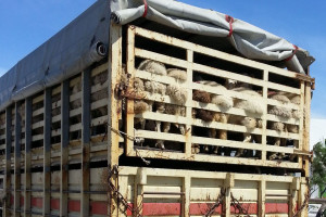 Francuscy rolnicy niszczą transporty zagranicznego mięsa (video)