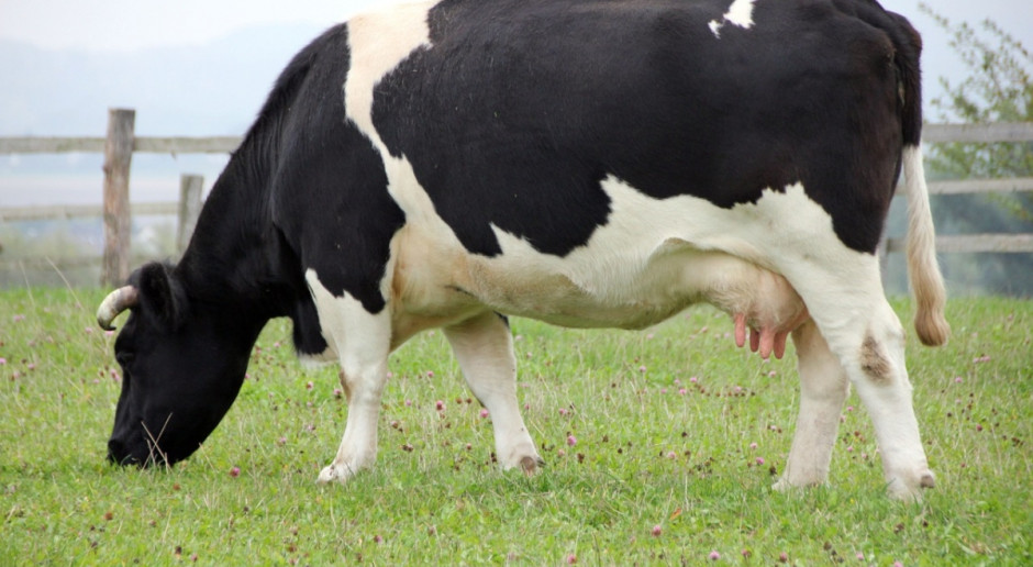 Udziałowcami Fonterry jest ponad 10 tys. dostawców mleka. Fot. pixabay Fonterra podwoiła zysk netto