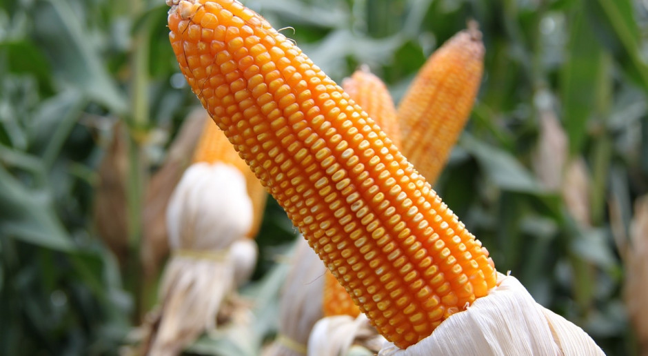 Kukurydza jest jednym z najczęściej modyfikowanych genetycznie składników żywności w USA. Fot. pixabay.com USA: Vermont wprowadza obowiązkowe oznaczenie GMO na etykietach