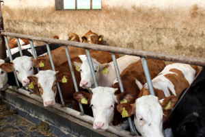 Jak zwiększyć rentowność produkcji bydła mięsnego?
