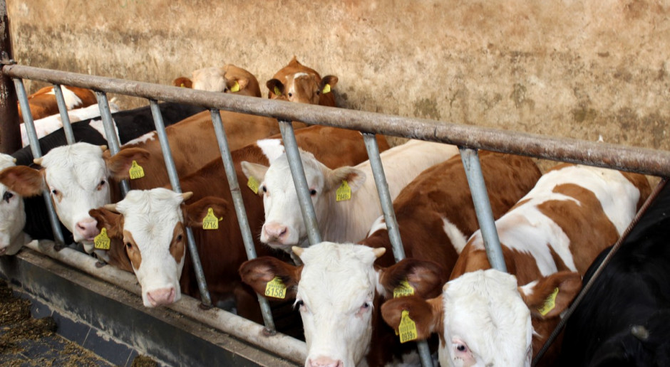 Uzyskanie satysfakcjonującej opłacalności produkcji bydła mięsnego jest dużym wyzwaniem. Fot. Ł.Chmielewski Jak zwiększyć rentowność produkcji bydła mięsnego?