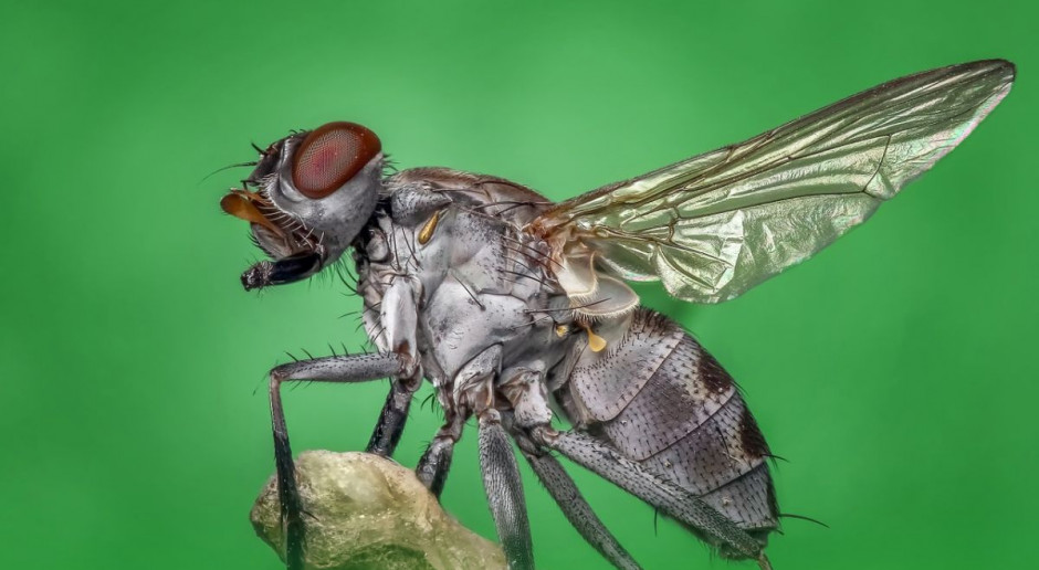 Wiosna, to czas gdy nasila się problem występowania much w chlewniach fot. pixabay.com Zabezpiecz chlewnię przed muchami