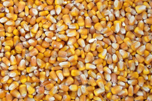 Ziarno kukurydzy – ostrożnie w ostatniej fazie tuczu
