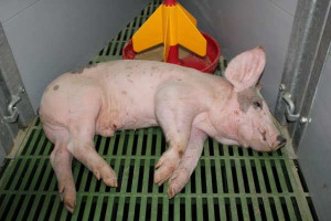Streptokokoza świń - niebezpieczna dla całego stada