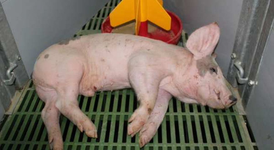 Pomimo coraz większej wiedzy na temat streptokokozy i dużej dbałości o dobrostan, choroba pojawia się na fermach dość często. fot.id Streptokokoza świń - niebezpieczna dla całego stada