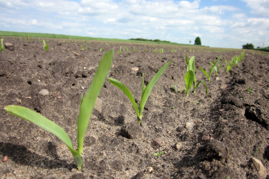 Zanim po przemarzniętych oziminach zasiejemy kukurydzę, warto zwrócić szczególną uwagę, na zastosowane jesienią herbicydy i ustalić, czy siew kukurydzy po nich jest dozwolony. Fot. Anna Kobus