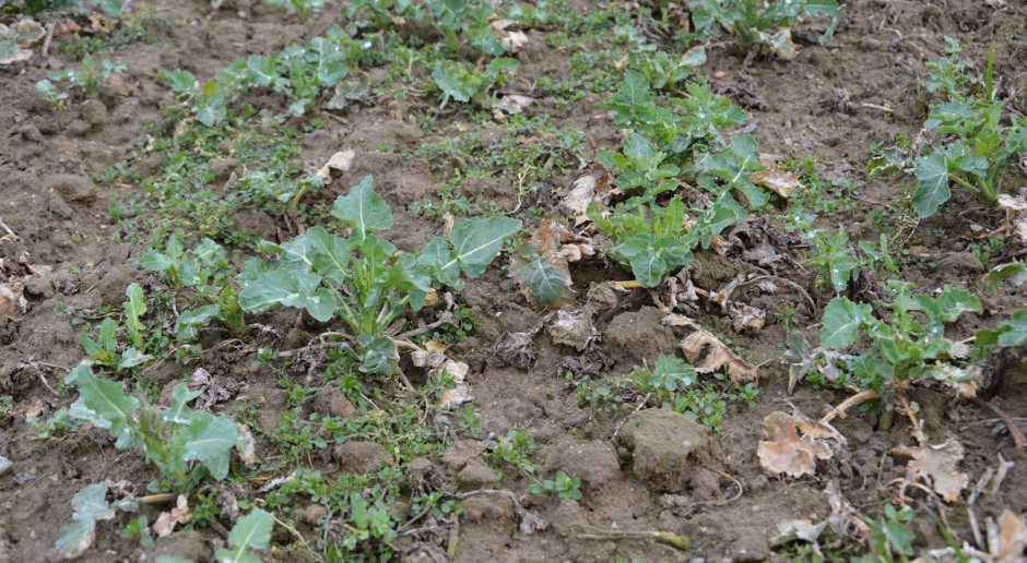 Na polach, gdzie jesienią nie stosowano oprysku herbicydem widoczne jest spore zachwaszczenie. Fot. Katarzyna Szulc Lepiej nie zwlekać z opryskiem herbicydem