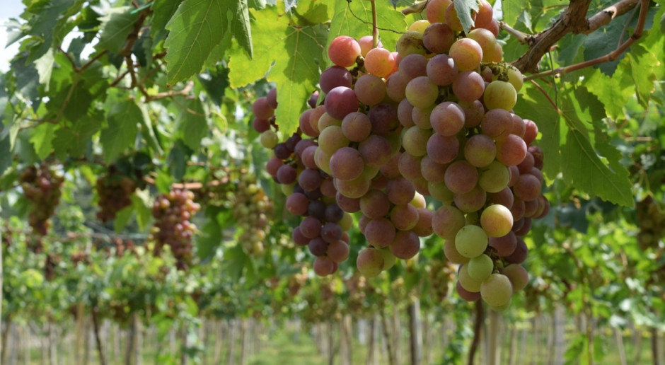 W 2015 r. produkcja winogron w Mołdawii była o 16,5 proc. niższa niż rok wcześniej. Fot.pixabay.com) Mołdawscy rolnicy boją się niskich zbiorów