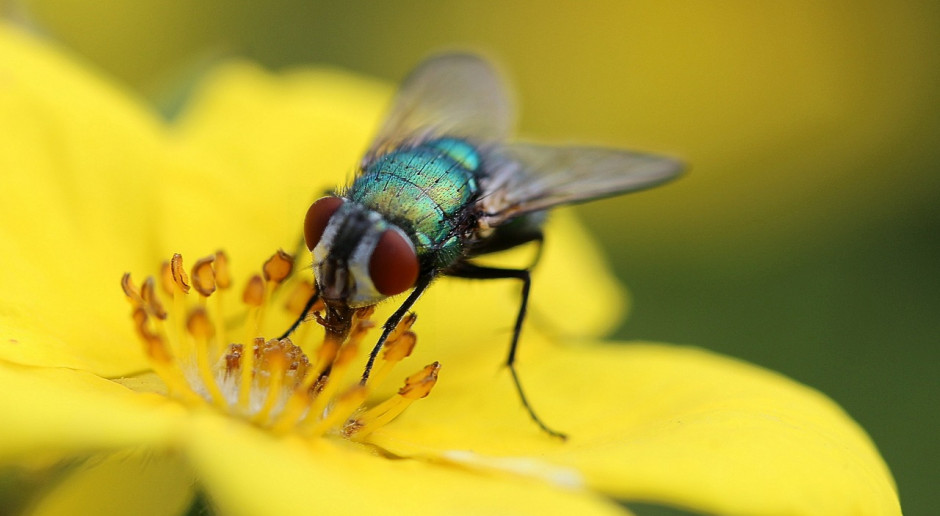 Biologiczna metoda zwalczania owadów, to niedrogi, a jednocześnie skuteczny sposób na pozbycie się much z chlewni. Fot. pixabay.com Zwalczaj muchy w zgodzie z naturą